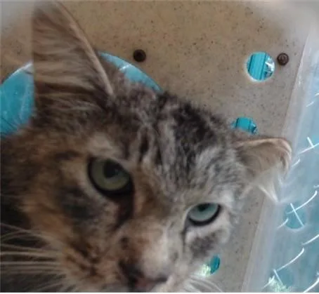 A senior medium-sized male Domestic Short Hair cat named Igor for adoption in Downey, CA