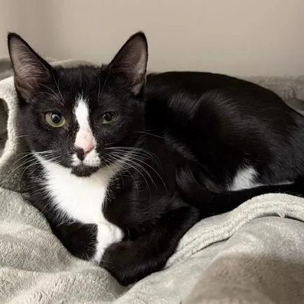 A baby small-sized female Black Domestic Short Hair cat named Iris for adoption in Jupiter, FL