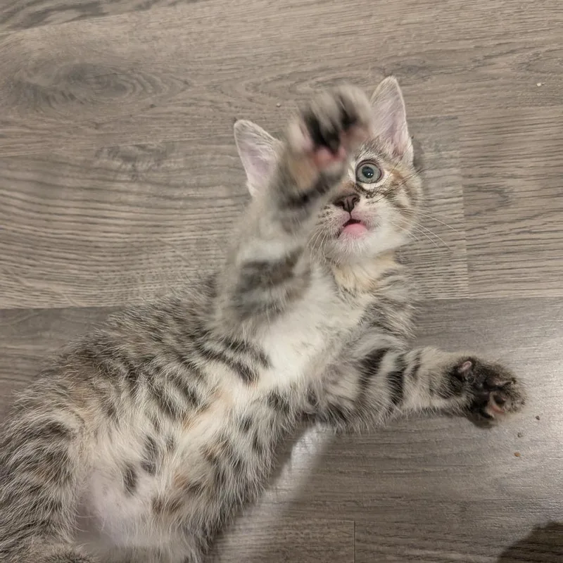 A baby small-sized female Tortoiseshell Domestic Short Hair cat named Wendigo C for adoption in Princeton, MN