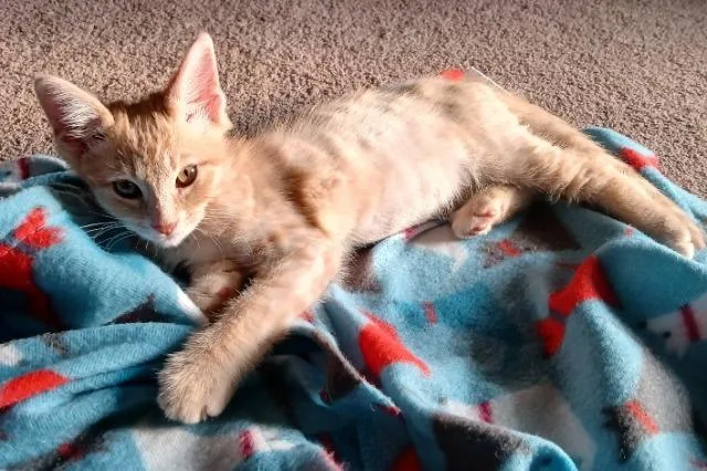 Paprika
