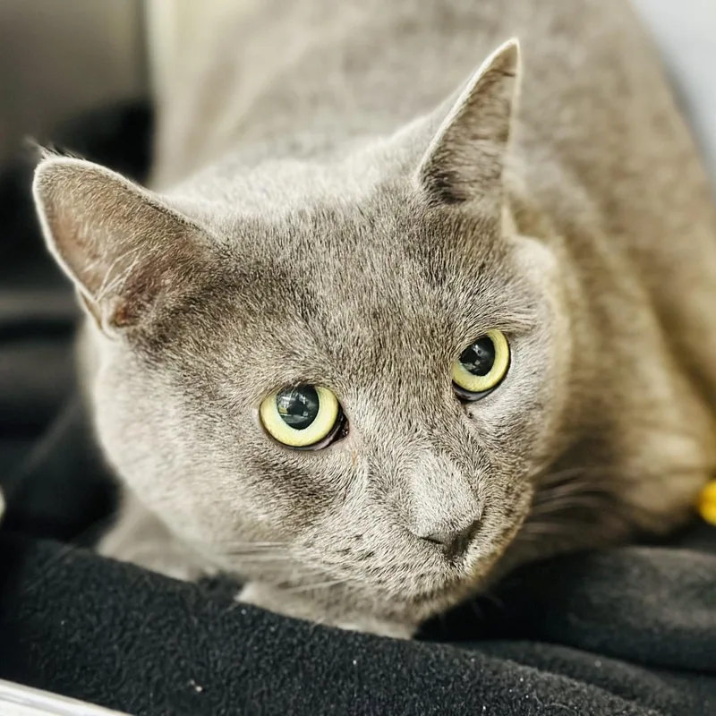 An adult medium-sized male Gray / Blue / Silver Domestic Short Hair cat named Jax for adoption in Jackson, NJ