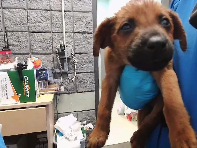 A baby small-sized female Pit Bull Terrier dog named Fruit Bucket for adoption in Tulsa, OK