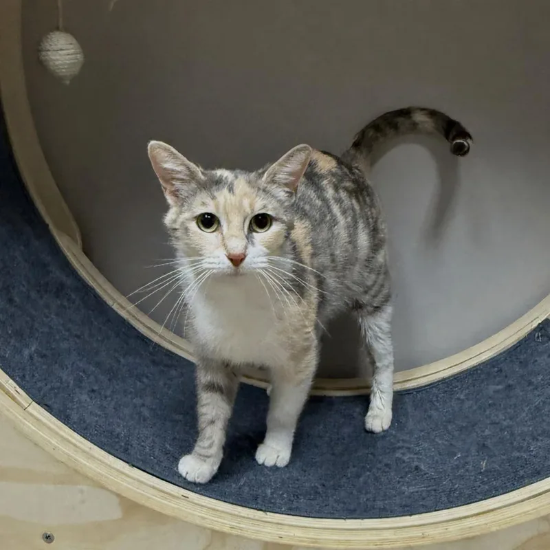 A young medium-sized female Domestic Short Hair cat named Ruth for adoption in Brenham, TX
