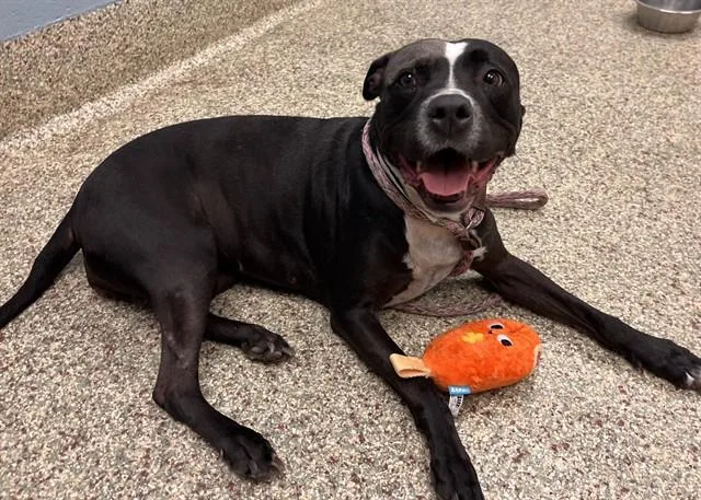 An adult medium-sized female Pit Bull Terrier dog named Lea for adoption in Colorado Springs, CO
