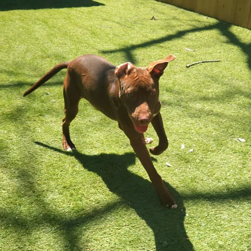 Chaos Jum thumbnail 2