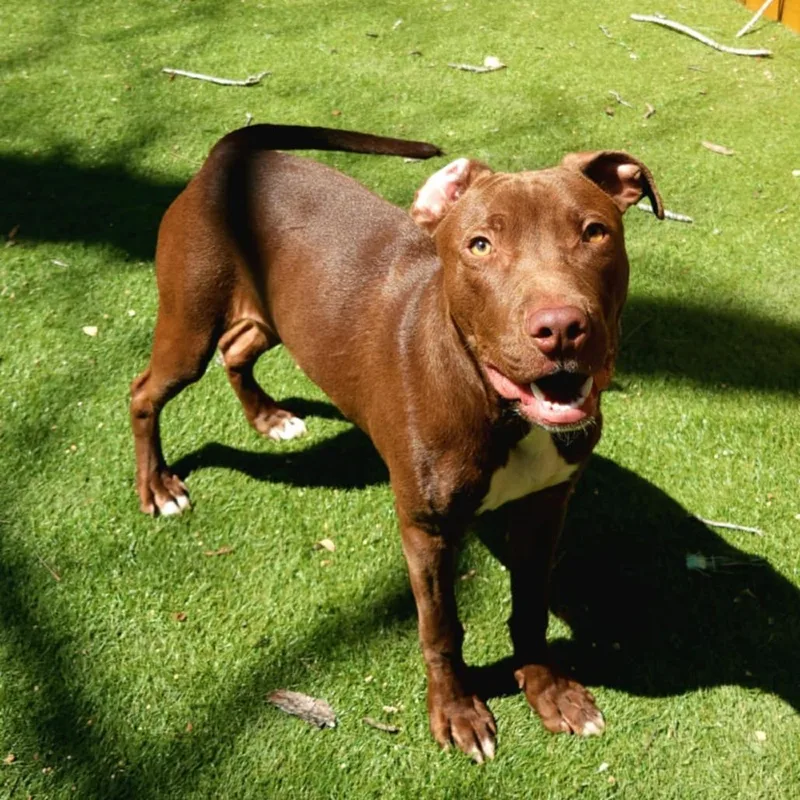 Chaos Jum thumbnail 3