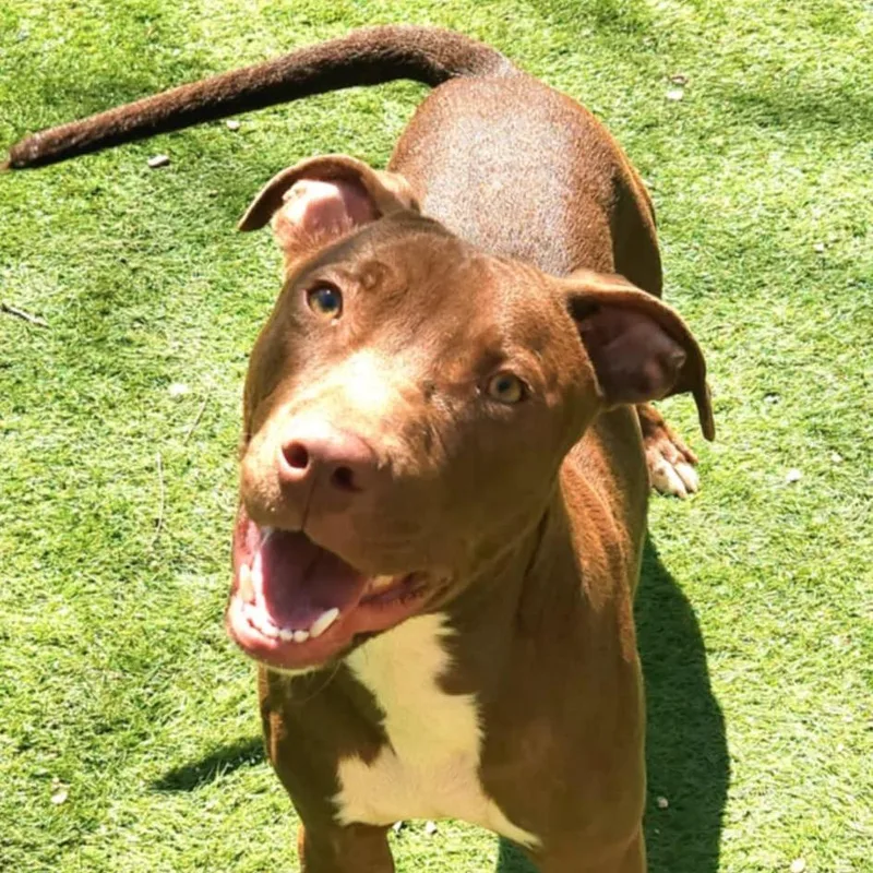 Chaos Jum thumbnail 4