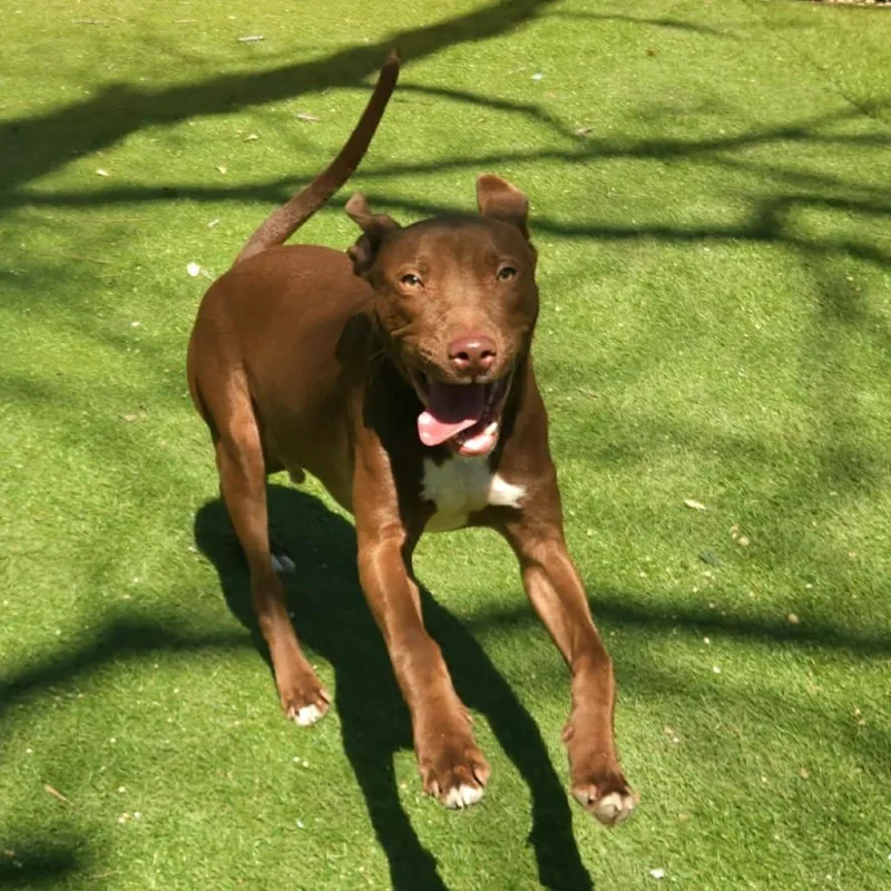 Chaos Jum thumbnail 5