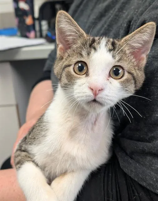 A baby small-sized male Domestic Short Hair cat named Martin for adoption in Canfield, OH