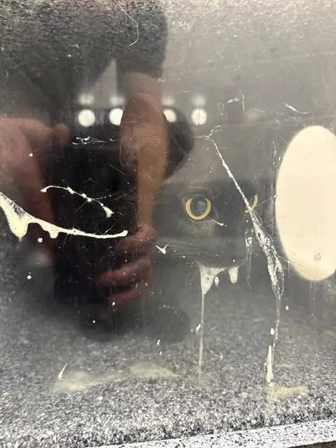 A young medium-sized female Domestic Short Hair cat named Mary for adoption in Indianapolis, IN