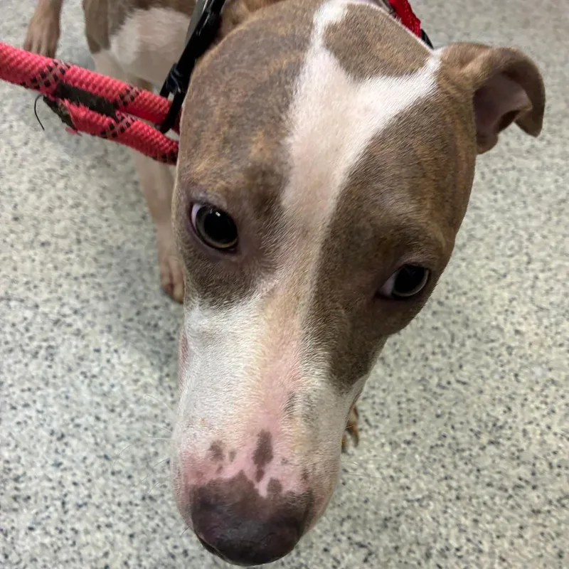 A young medium-sized female Yellow / Tan / Blond / Fawn Mixed Breed dog named Kathy for adoption in Oak Park, IL