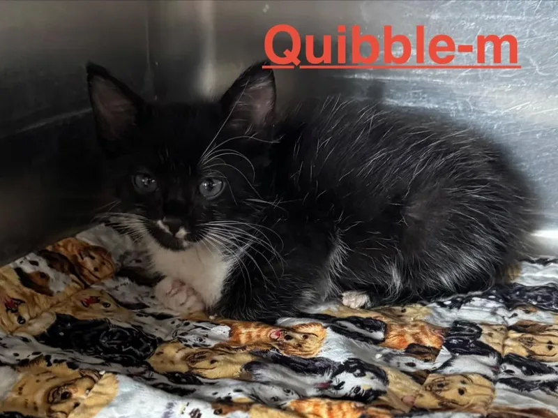 A baby small-sized male Tuxedo cat named Quibble for adoption in Brookhaven, MS