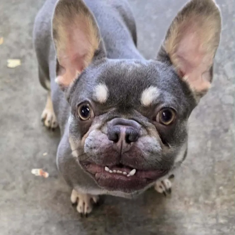 A young small-sized female Yellow / Tan / Blond / Fawn French Bulldog dog named Penny for adoption in Fairfax Station, VA