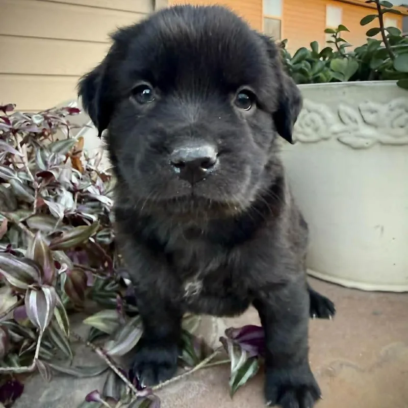 A baby medium-sized male Black Black Labrador Retriever dog named Grizzly for adoption in Potomac, MD