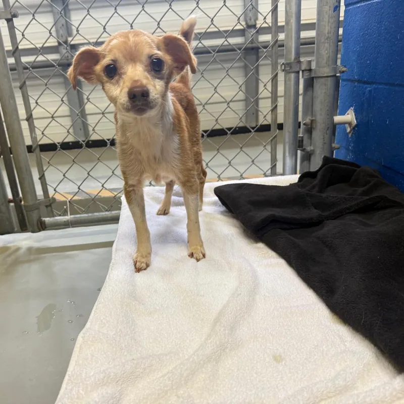 A senior small-sized male White / Cream Chihuahua dog named Sam for adoption in Tyler, TX