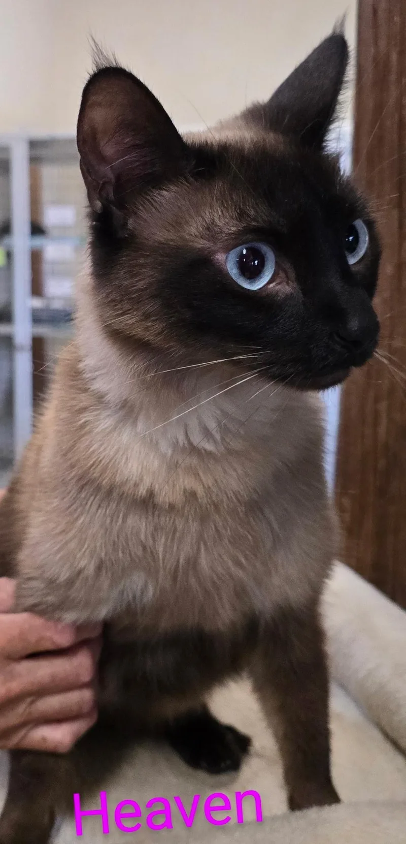 An adult medium-sized female Seal Point Siamese cat named Heaven for adoption in Las Cruces, NM