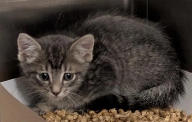 A baby small-sized male Domestic Short Hair cat named Woody for adoption in San Martin, CA