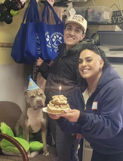 An adult medium-sized male American Staffordshire Terrier dog named Froggy for adoption in Bridgewater, NJ