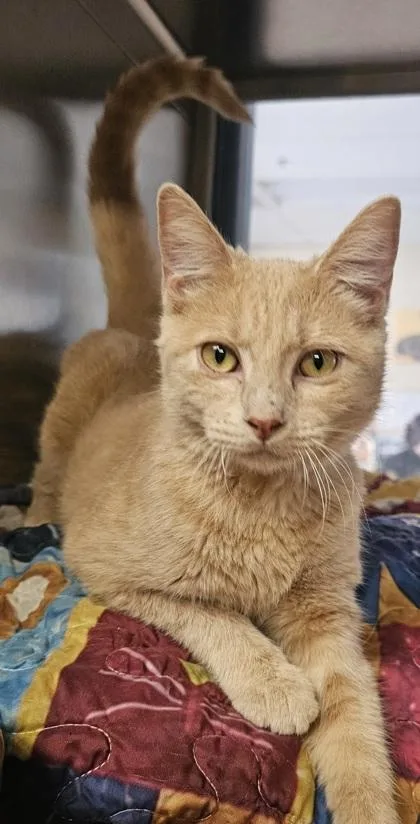 An adult small-sized female Domestic Short Hair cat named Creamsicle for adoption in Phoenix, AZ