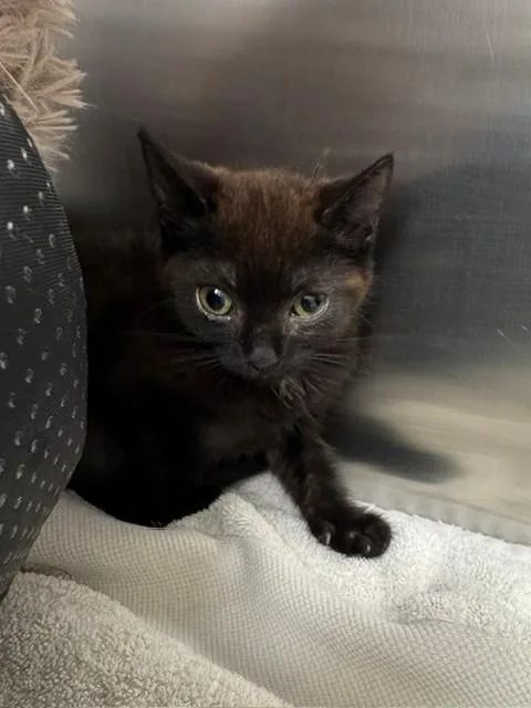 A baby small-sized female Domestic Short Hair cat named Milkshake for adoption in Naples, FL