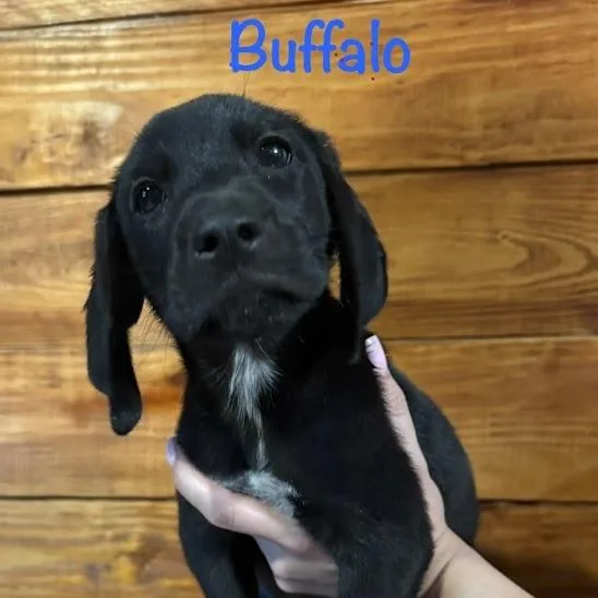 A baby small-sized male Black Australian Shepherd dog named Buffalo for adoption in North Charleston, SC