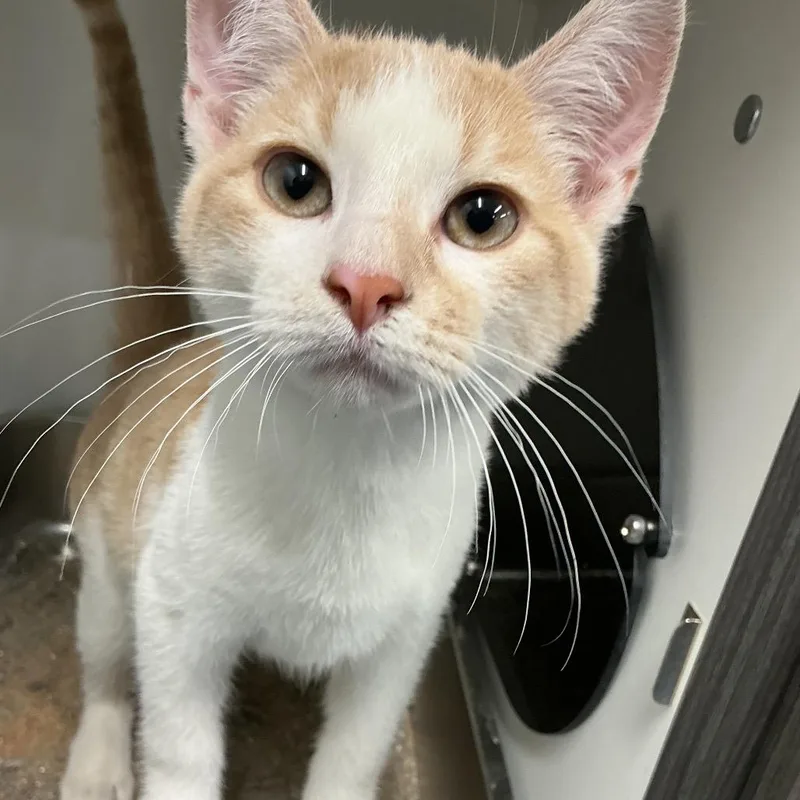 A young small-sized male Buff / Tan / Fawn Domestic Short Hair cat named Dil for adoption in St Joseph, MO