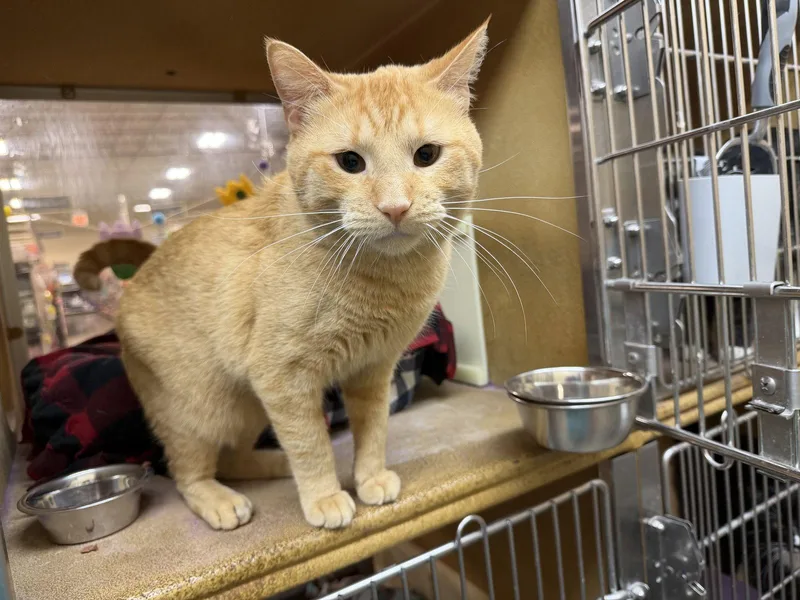 An adult medium-sized male Orange / Red Domestic Short Hair cat named Nana for adoption in Wheaton, IL