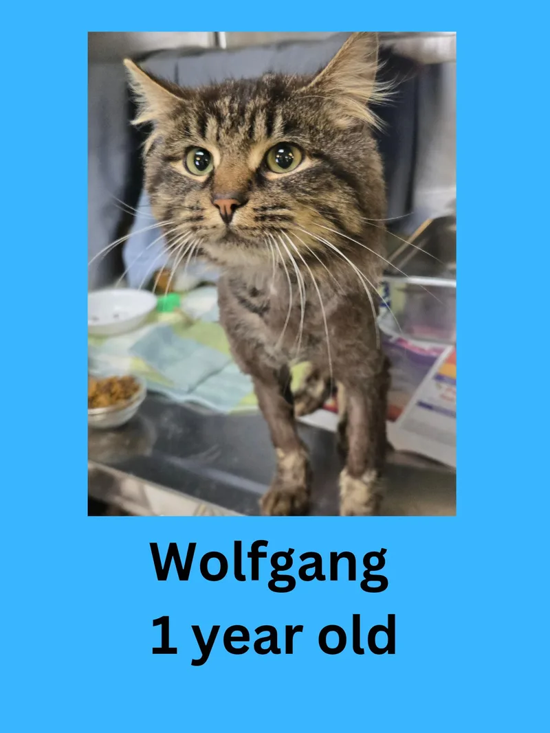 An adult medium-sized male Tabby (Brown / Chocolate) Domestic Long Hair cat named Wolfgang for adoption in Ravenna, OH