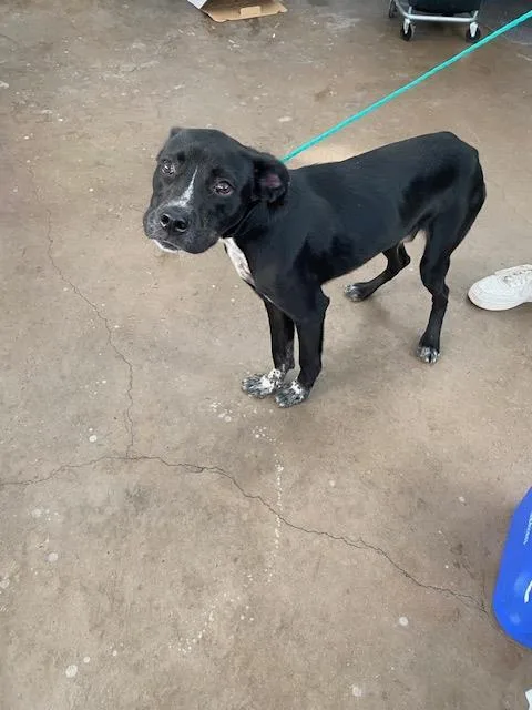 A young large-sized male Mixed Breed dog named Denton for adoption in Dallas, TX