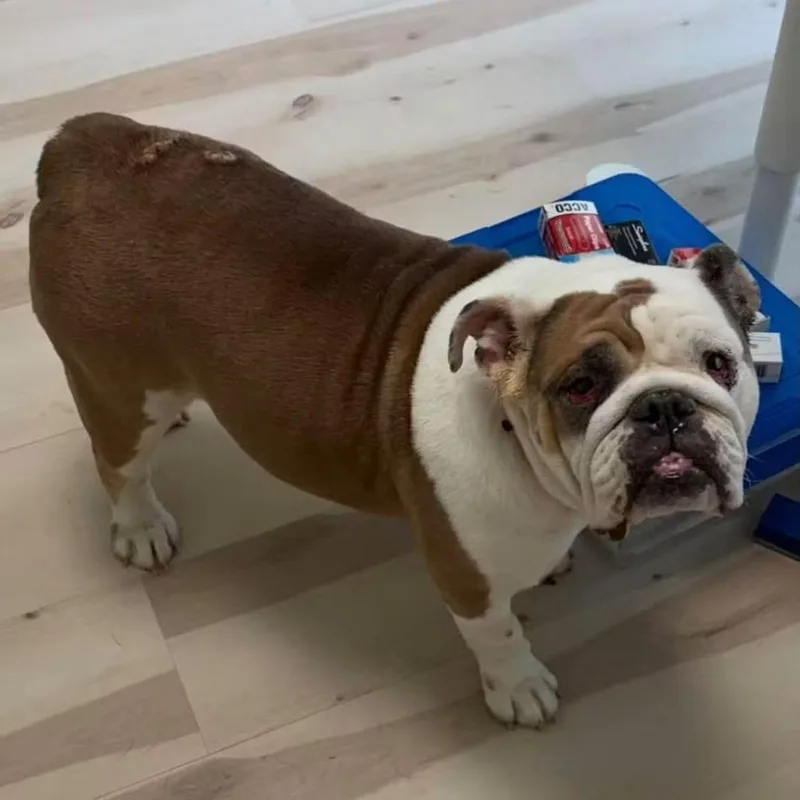An adult medium-sized female English Bulldog dog named Mabel for adoption in Huber Heights, OH