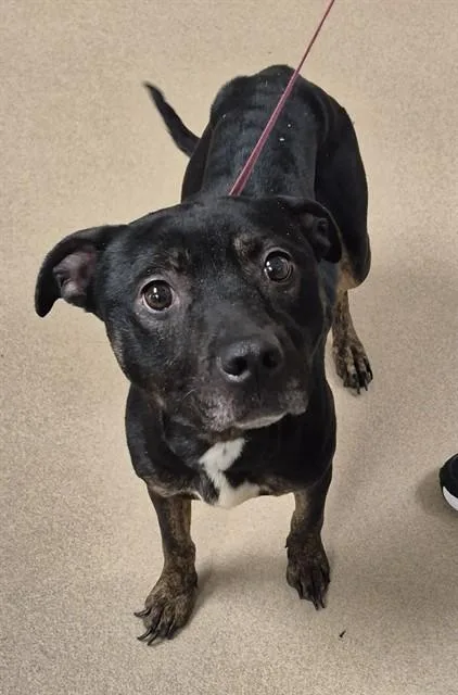 A young medium-sized female Pit Bull Terrier dog named Baby Pink for adoption in Decatur, IL