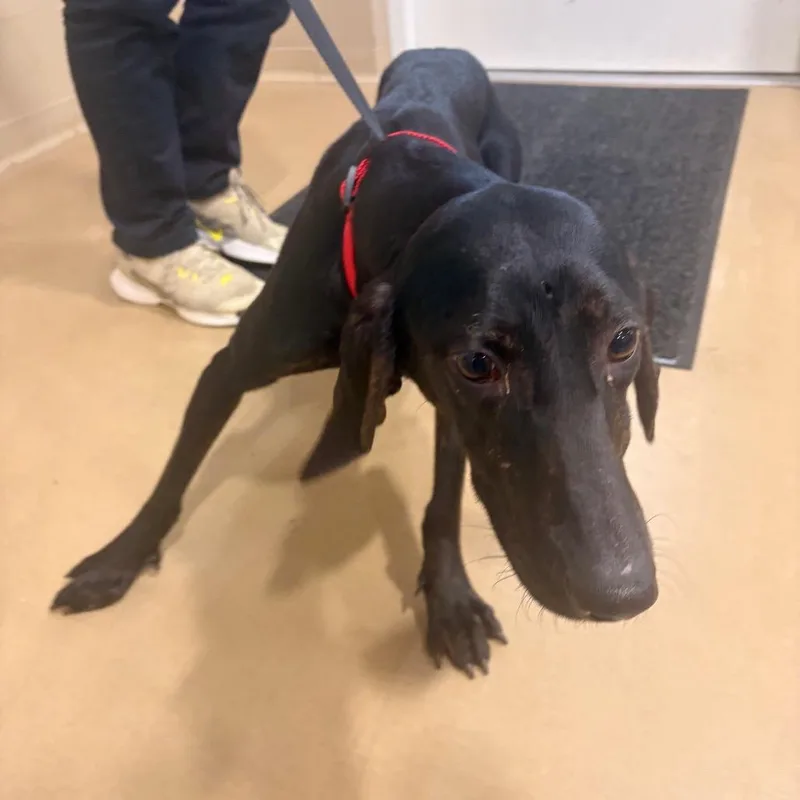 An adult medium-sized female Black Mixed Breed dog named Rosie for adoption in Winston-Salem, NC
