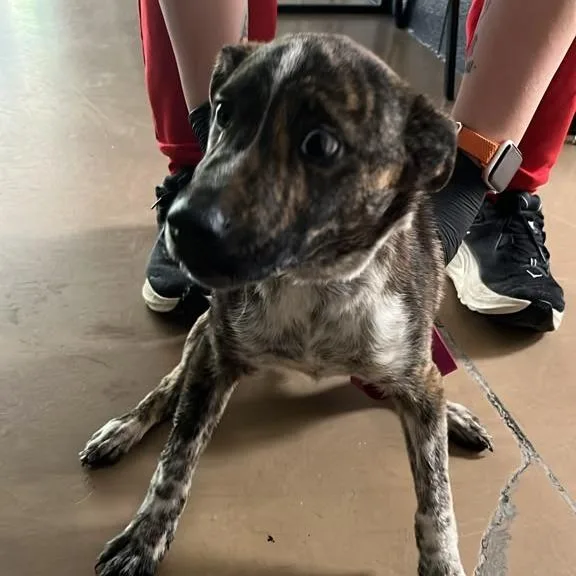 A baby small-sized male Brown / Chocolate Mixed Breed dog named Rolo for adoption in Gadsden, AL