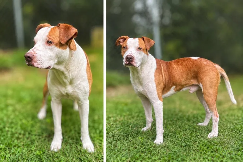 An adult medium-sized male Pit Bull Terrier dog named One Eyed Willie for adoption in Russellville, KY