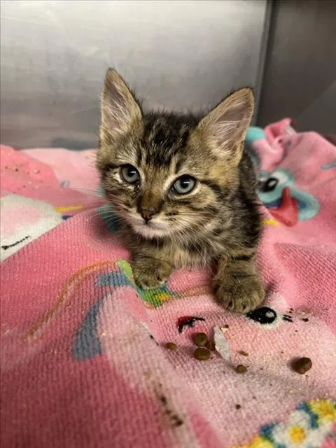 A baby small-sized male Brown / Chocolate Domestic Short Hair cat named Frankie for adoption in Woodland, CA