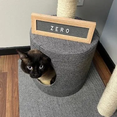 An adult small-sized male Brown / Chocolate Siamese cat named Zero for adoption in Kittanning, PA