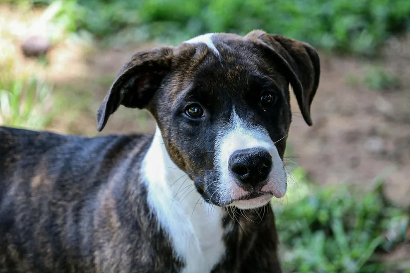 A baby medium-sized male White / Cream Mixed Breed dog named Dopey for adoption in Okemah, OK