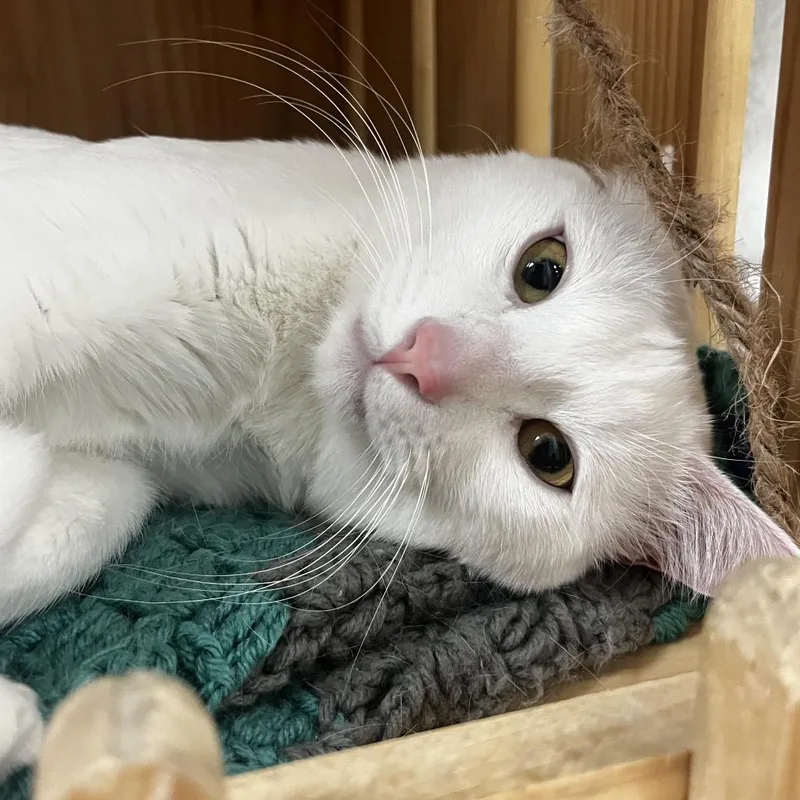 Snowball thumbnail 2