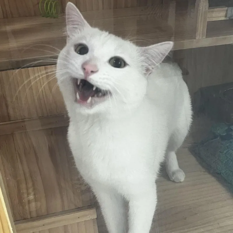 Snowball thumbnail 3