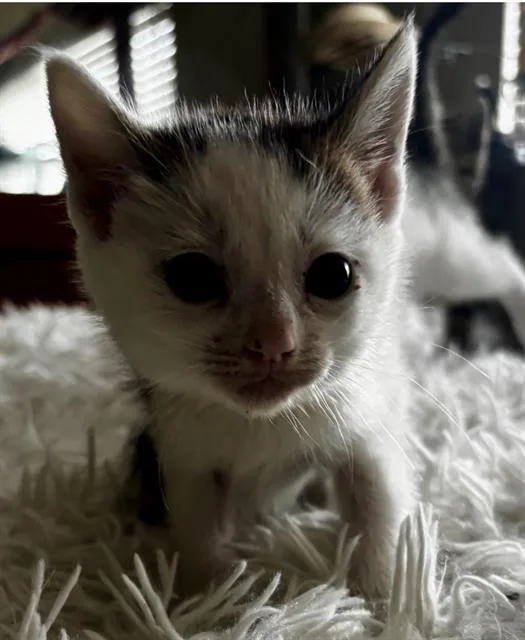 A baby small-sized male Domestic Short Hair cat named Thumper for adoption in Camarillo, CA