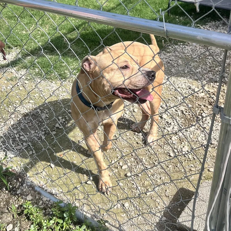 An adult large-sized male Apricot / Beige American Bulldog dog named Hendrix for adoption in Hollister, MO