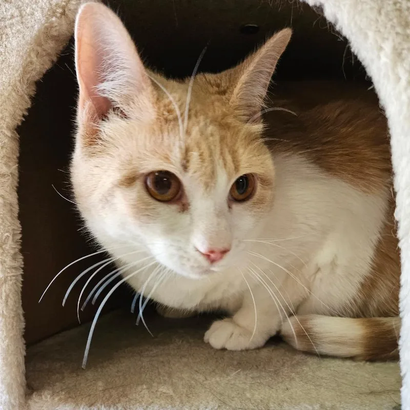 An adult small-sized female Buff / Tan / Fawn Domestic Short Hair cat named Lorraine for adoption in Las Vegas, NV