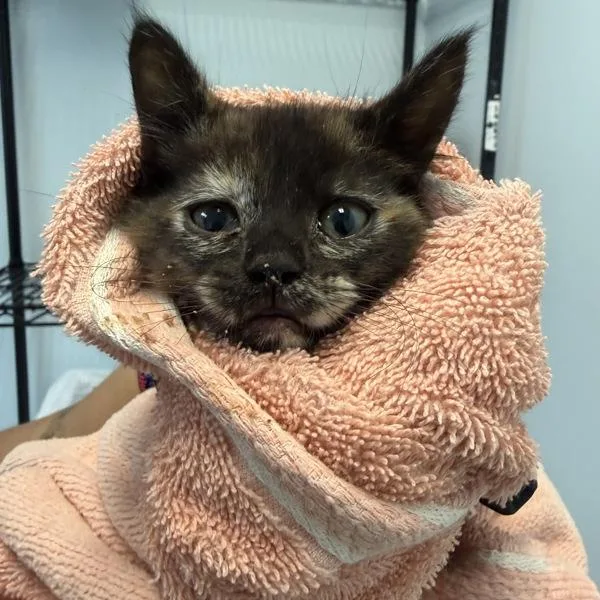 A baby small-sized female Domestic Short Hair cat named Pidgeon for adoption in San Diego, CA