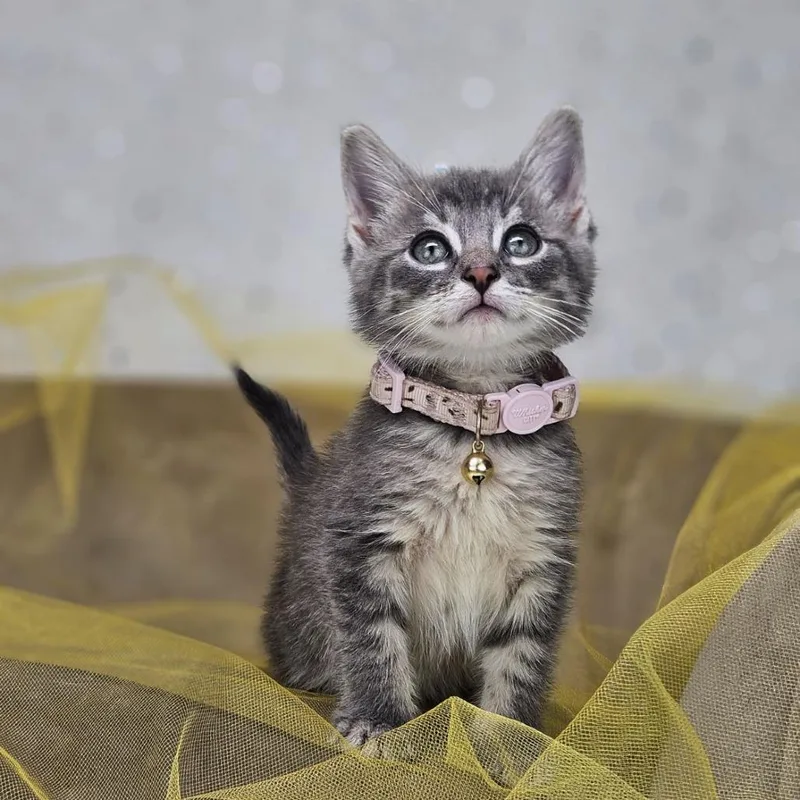 A baby small-sized female Gray / Blue / Silver Domestic Short Hair cat named MarieC for adoption in East Saint Louis, IL