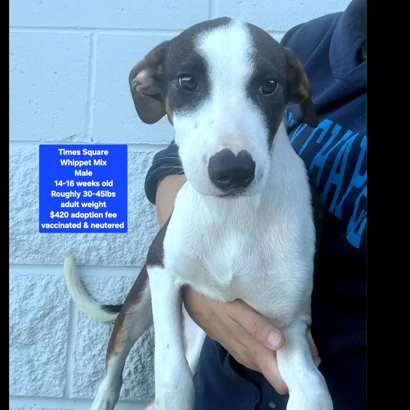 A baby medium-sized male Whippet dog named Times Square for adoption in Oviedo, FL
