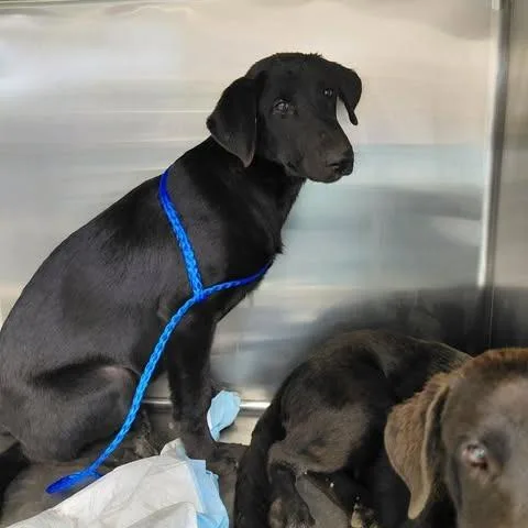 A young medium-sized female Black Labrador Retriever dog named May for adoption in Bastrop, TX