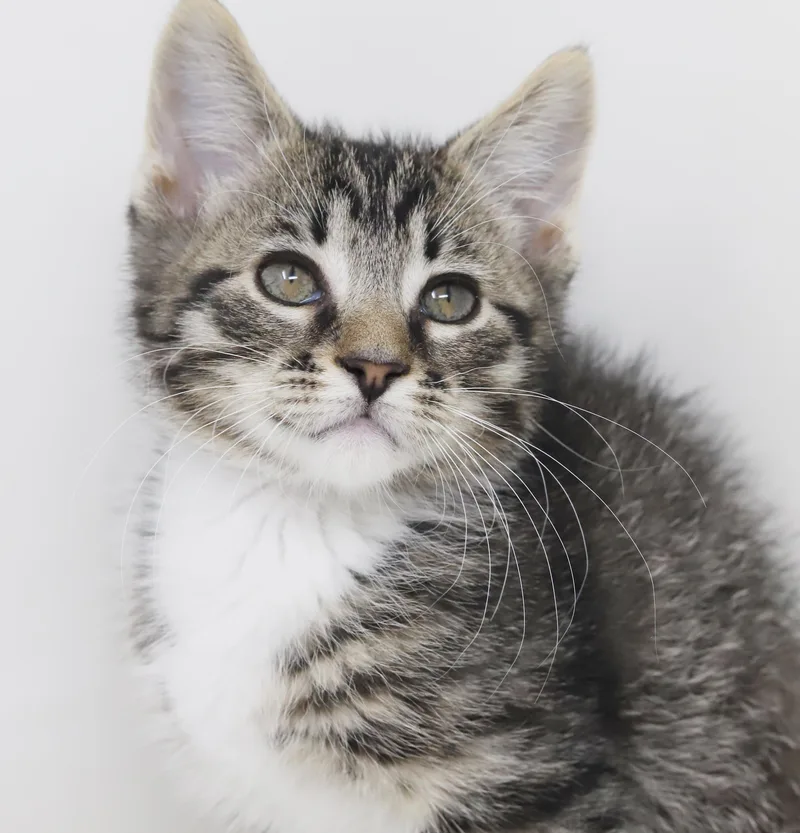 Greyson And Grant  thumbnail 2