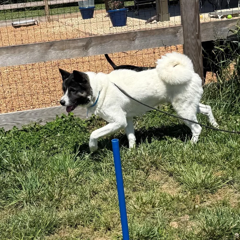 An adult large-sized male White / Cream Akita dog named Broady for adoption in Southside, TN