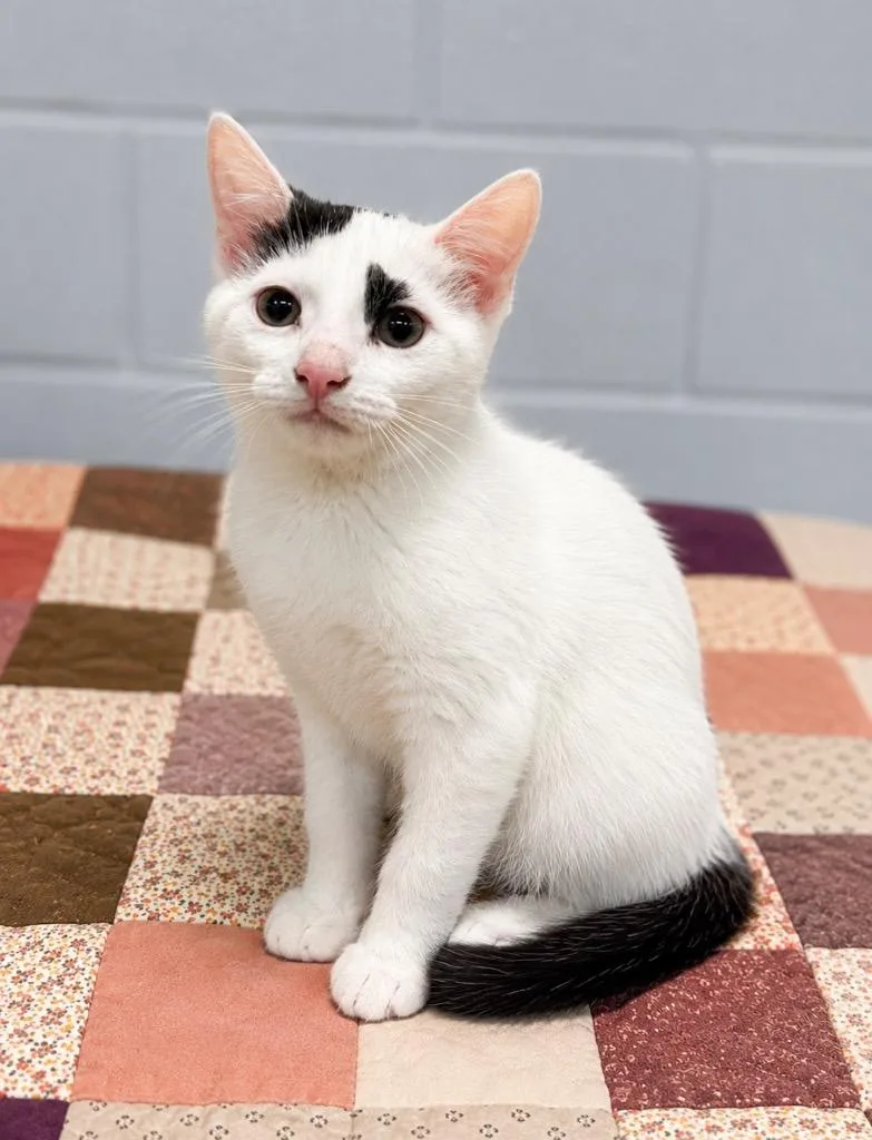 A baby medium-sized female Domestic Short Hair cat named Gryffindor for adoption in Huntington, IN