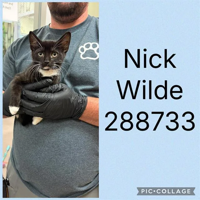 A baby small-sized male Domestic Short Hair cat named Nick Wilde for adoption in Macon, GA